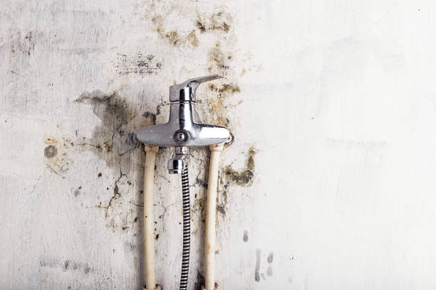 Best Mold Removal Near Me  in Gantt, SC