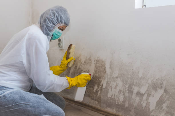 Mold Testing and Removal in Gantt, SC