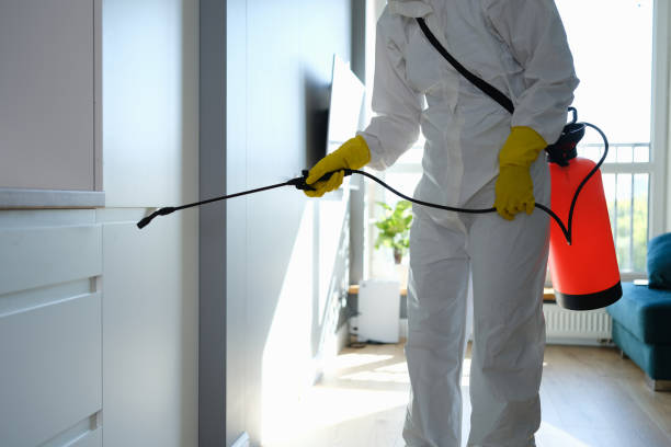 Best Mold Damage Repair  in Gantt, SC