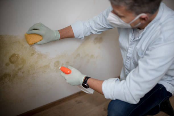 Best Mold Cleaning Services  in Gantt, SC