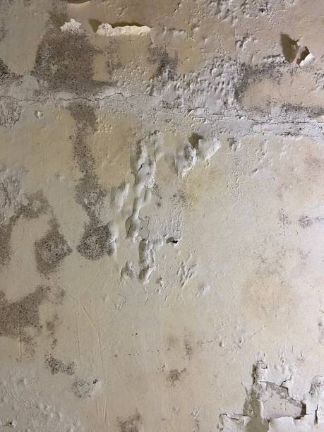 Best Commercial Mold Removal  in Gantt, SC