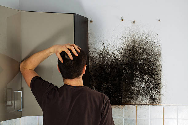 Professional Mold Removal in Gantt, SC