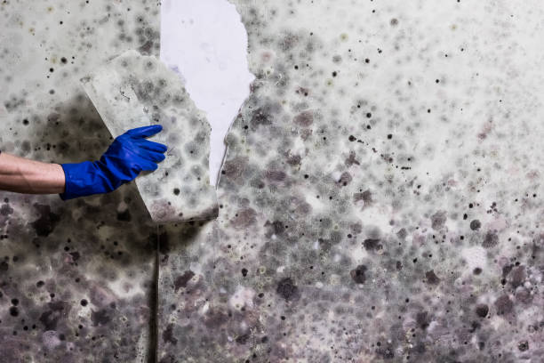 Best Mold Inspection  in Gantt, SC