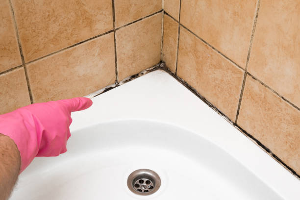 Best Crawl Space Mold Removal  in Gantt, SC
